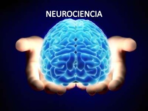 neurociencia-131021204630-phpapp01-thumbnail-4